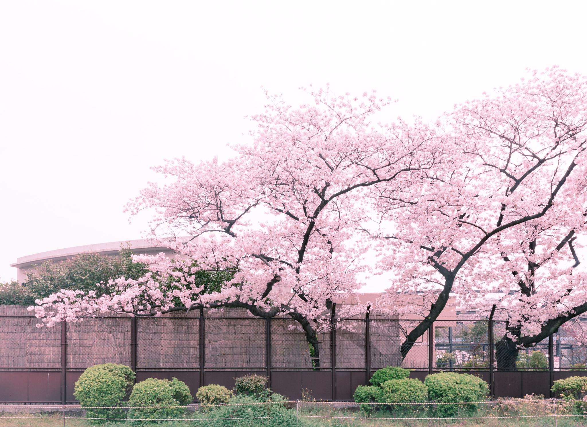 上野公园|新宿御苑|樱花_新浪新闻