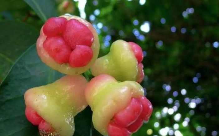 假如,你快渴死,给你4种奇葩水果你会吃啥,小仙女都要图4