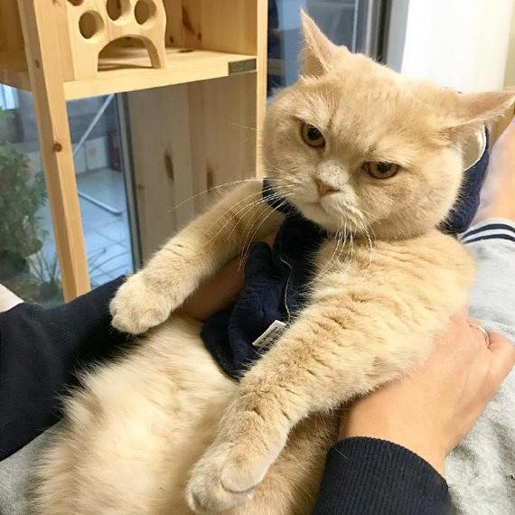 你要干什么呀 小猫咪十分生气,气到变形,尾巴都凶狠狠的竖起来,向主人