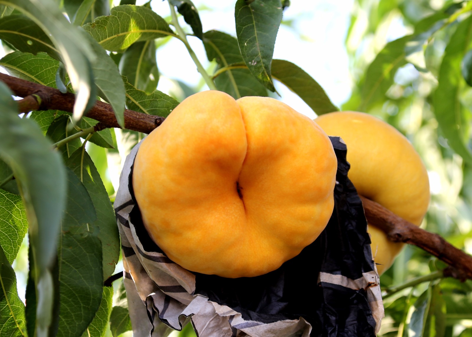 大荔金黄蟠桃新宠走俏一亩收入四万