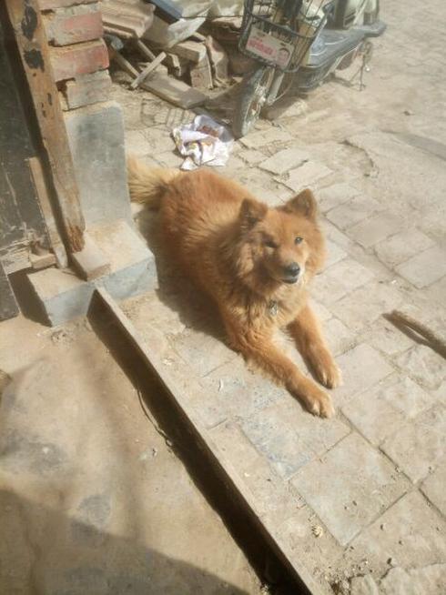 家里萨摩耶走丢,第二天不仅自己回来了还带了条纯种小萨摩~羡慕