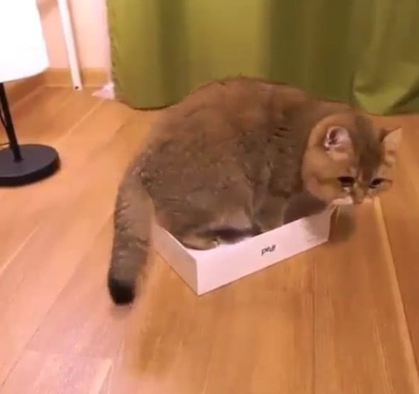 大猫咪努力往小盒里钻,但它和箱子的差距告诉你成长究竟有多痛