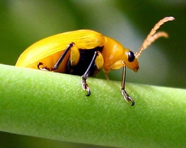 地球上10大黄色动物, 你们为什么这样黄呢?