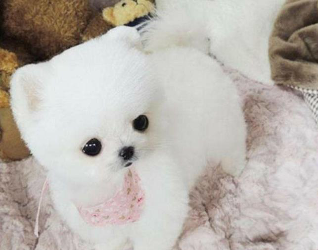 狗狗主人看过来,博美犬的梳毛技巧,让小雪球漂亮又可爱