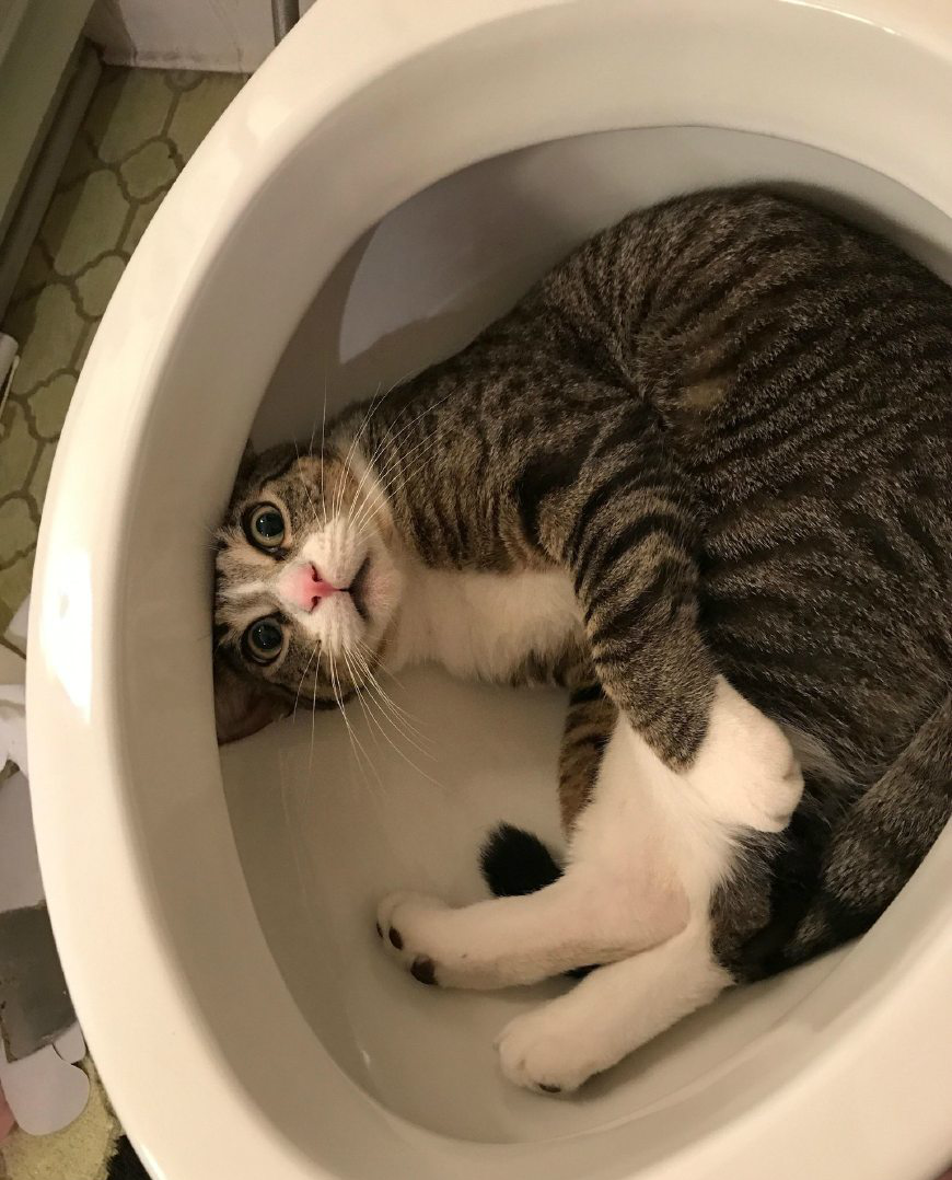 猫生宝宝后偷闲竟然躲在马桶里,当它被发现后的表情亮