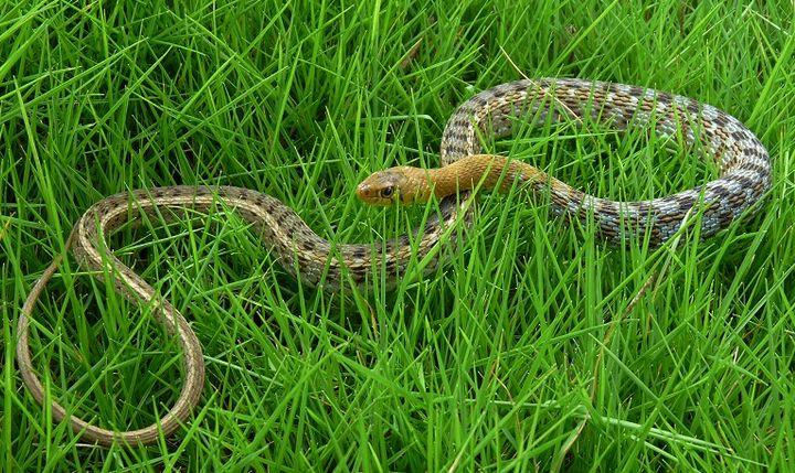 被路边草丛里突然冒出的一条蛇吓到,结果跑到行车道上被汽车撞伤,险酿