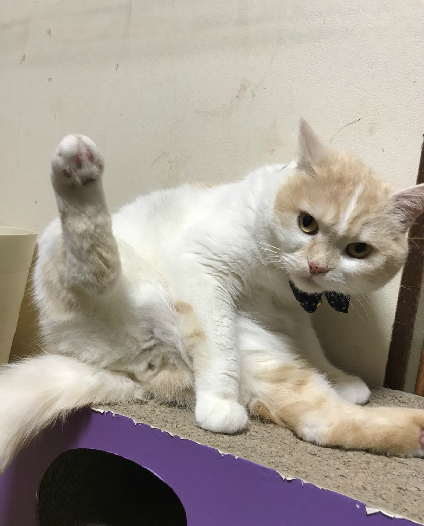 猫咪发现自己舔jio被小伙偷看后,把脚伸向小伙,你也想吃么