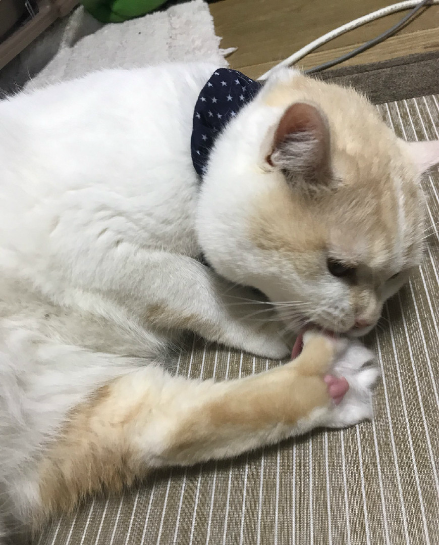 猫咪发现自己舔jio被小伙偷看后,把脚伸向小伙,你也想吃么