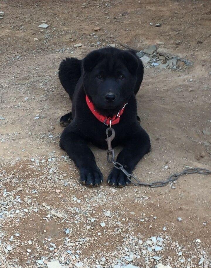 一黑二黄三花四白, 纯黑色的中华田园犬, 帅到没朋友!