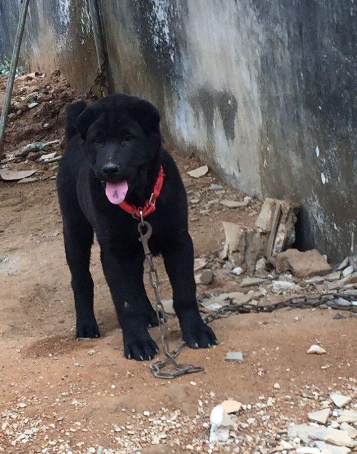 一黑二黄三花四白, 纯黑色的中华田园犬, 帅到没朋友!