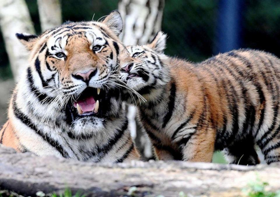 超萌小老虎第一次见到虎爸爸结果是这样的