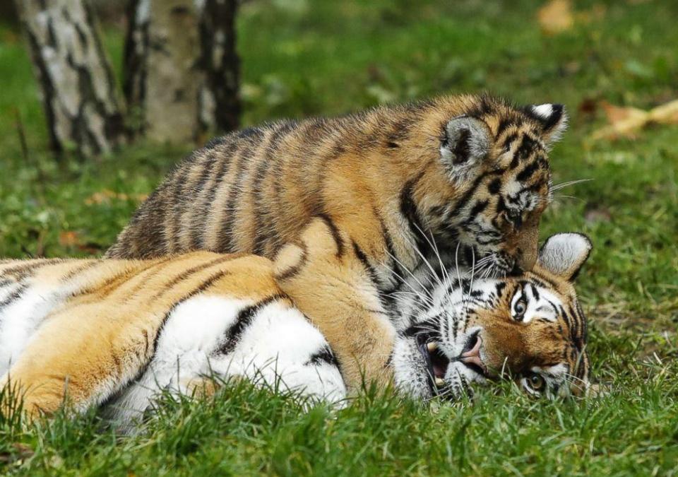 超萌小老虎第一次见到虎爸爸结果是这样的