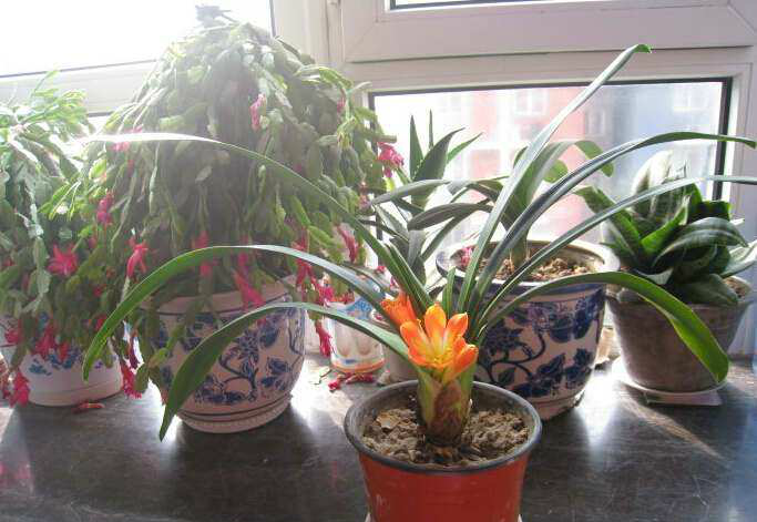 养花不用买肥料农村爷爷教你在家自制没农药残留环保又省钱