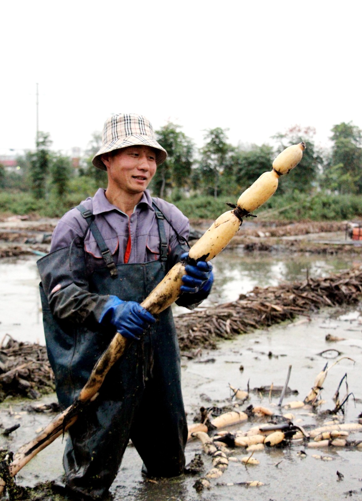 真不容易!他种植莲藕十几亩,白天侵泡藕池,凌晨起床卖藕