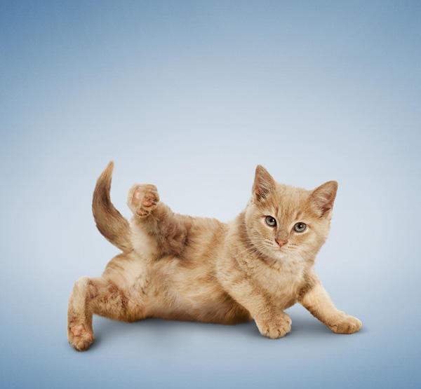 当天真无邪的阿猫们摆出这种高级瑜珈动作, 让人看得心都软了