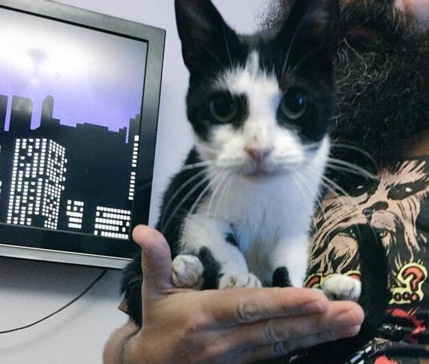 猫咪被判死刑,抱回家养了3月,主人怒了:不要随便判死刑好吗