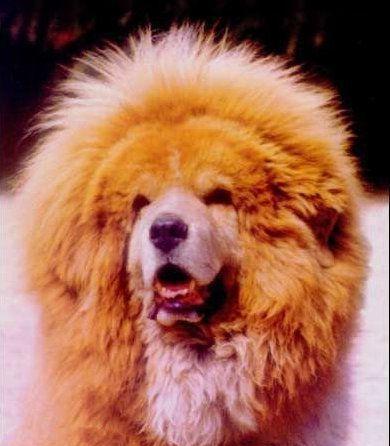 中国10大最有名的功勋藏獒, 狮王当之无愧第一, 咏江滨第二