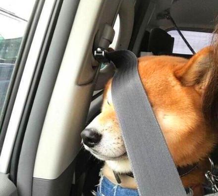 暖心主人为狗狗系上安全带狗子眼前一黑我的狗眼瞎了