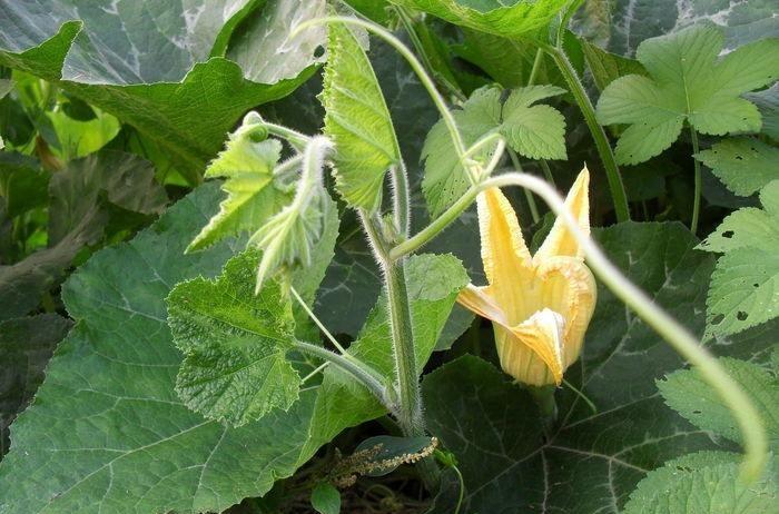 这种野菜正值旺季,人称"盘肠草",药用价值高,7月不吃可惜了