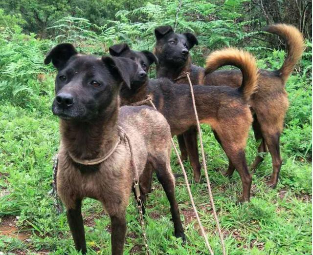 中华稀有猎犬深山被发现,它是农家人的山中猎鹰!