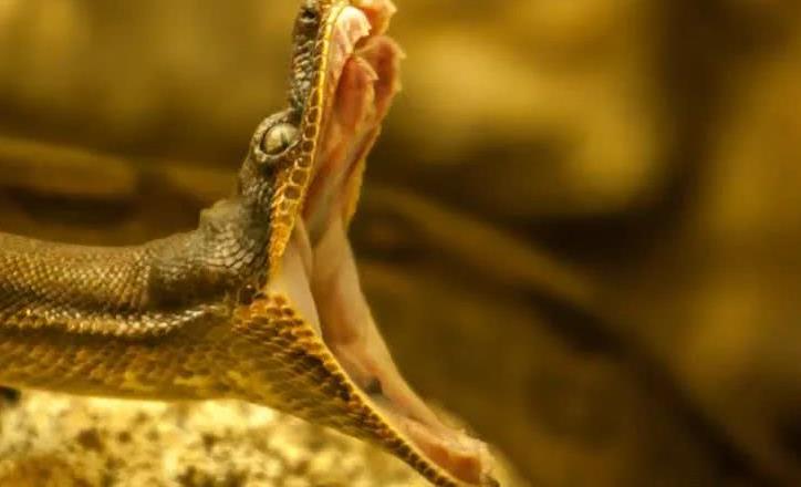 蛇叫的声音 新浪网