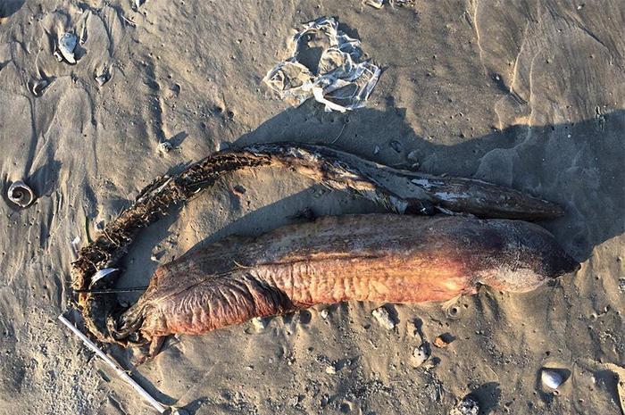 飓风过后, 美国海岸上冲出来一个不明生物, 长相可怕, 没人认识!