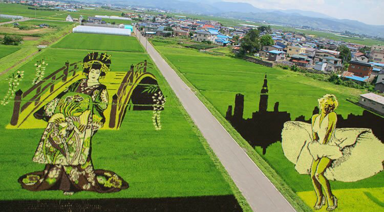 这是日本青森县的稻田艺术看完后我竖起来大拇指