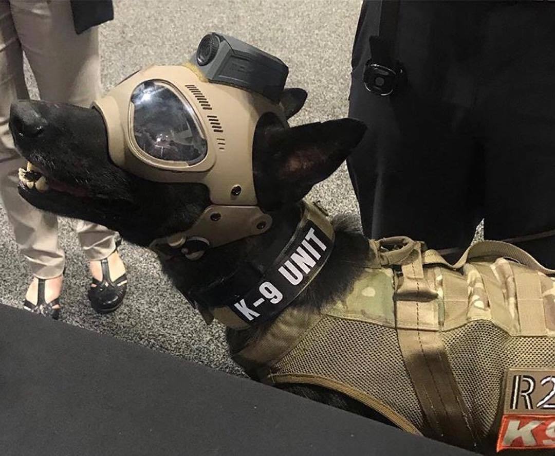 军犬也有头盔可以戴了