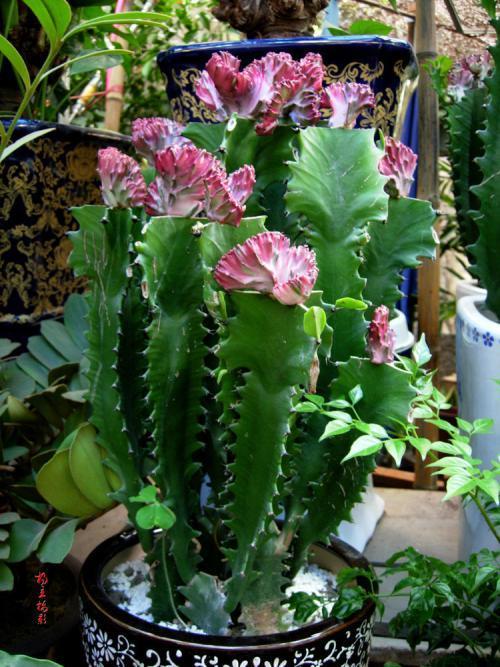 这花摆一盆放客厅,可以"辟邪""旺运",关键是好养|龙骨花|养花|客厅