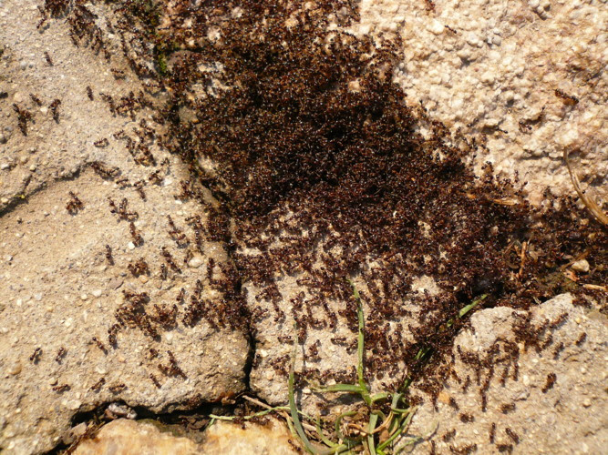 黑刺大腭蚁是否存在图片