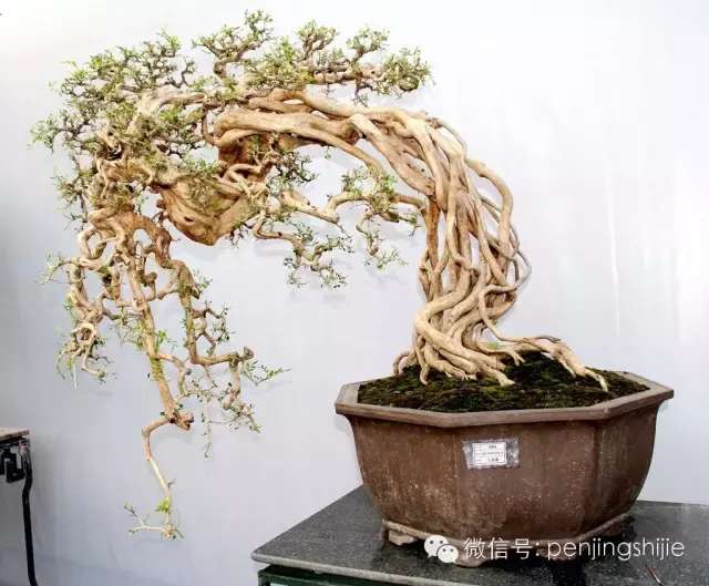 盆景根养好了,就成功了一半,根艺盆景作品欣赏