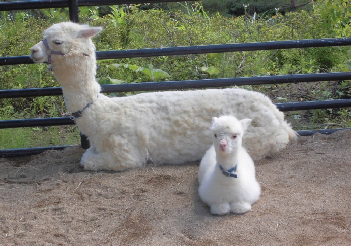 一只自带美颜的羊驼宝宝真是羊驼界的一股清流萌死了