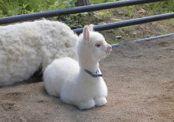 一只自带美颜的羊驼宝宝真是羊驼界的一股清流萌死了