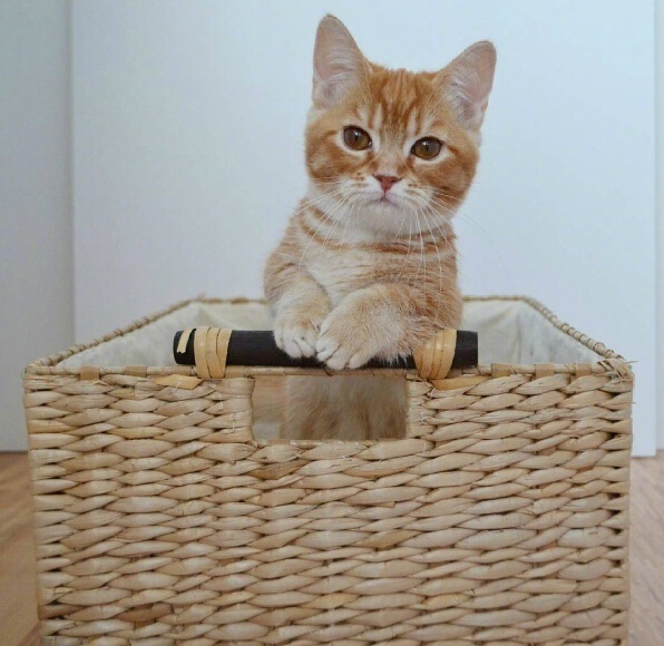 短腿小橘猫，很难想象它长大后的样子.....