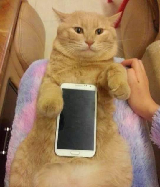 花样作死铲屎官冬季暖暖的宠物当手机壳