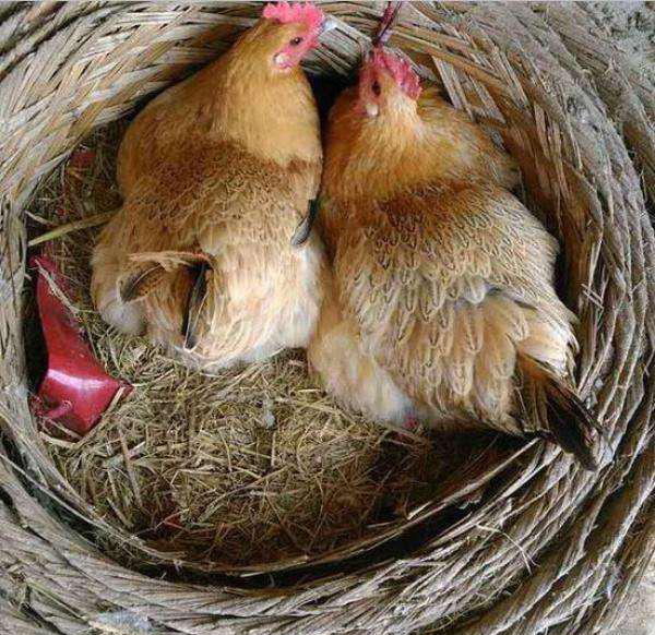 母鸡多年不下蛋, 原来是身体藏着异宝