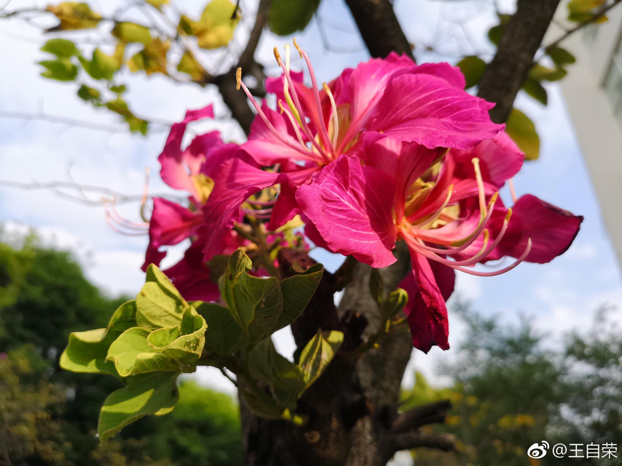 一簇紫荆花,8个不同角度 (图九为杜鹃花)。|紫荆花|杜鹃花|角度_新浪新闻