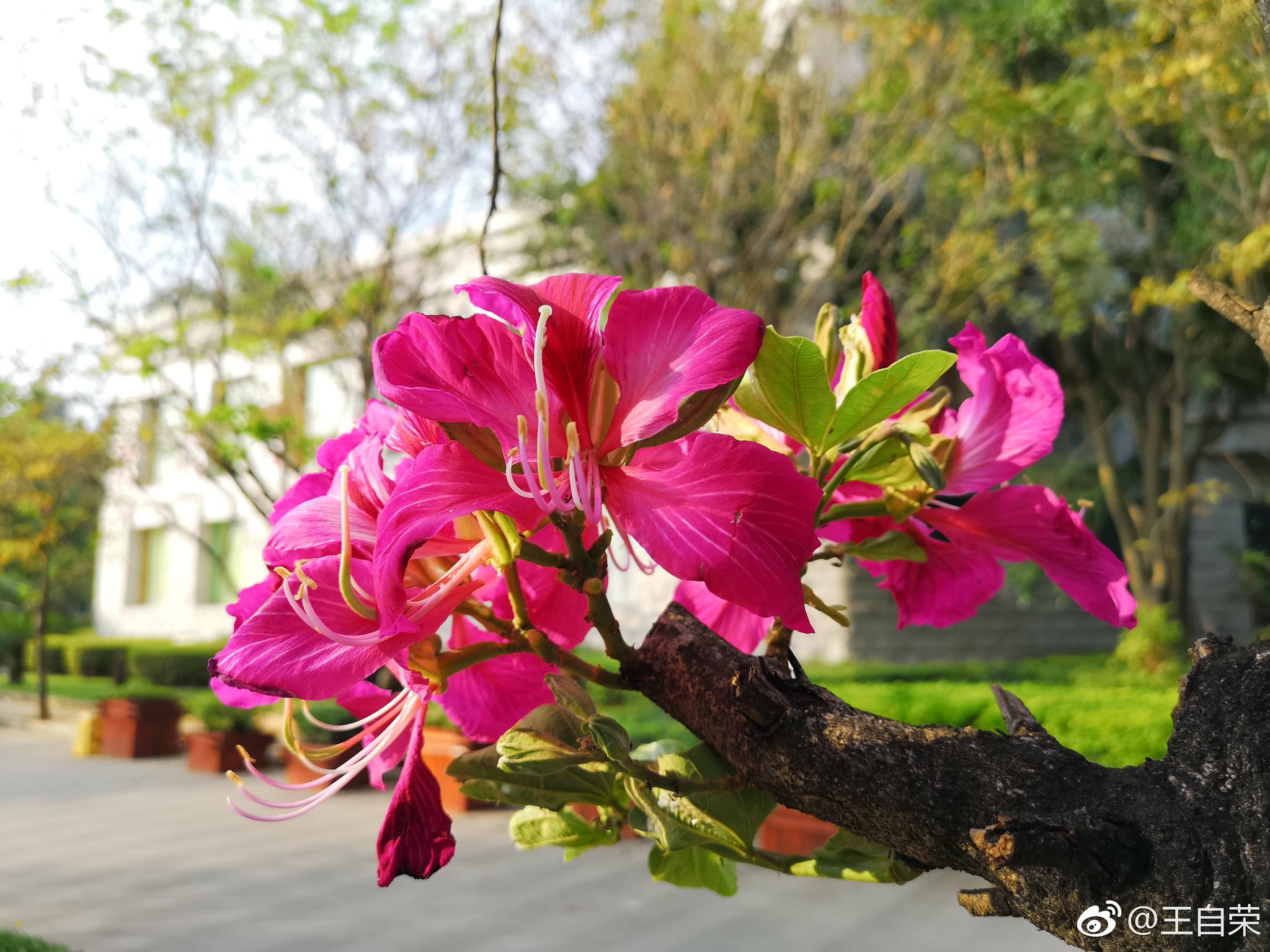一簇紫荆花,8个不同角度 (图九为杜鹃花)。|紫荆花|杜鹃花|角度_新浪新闻