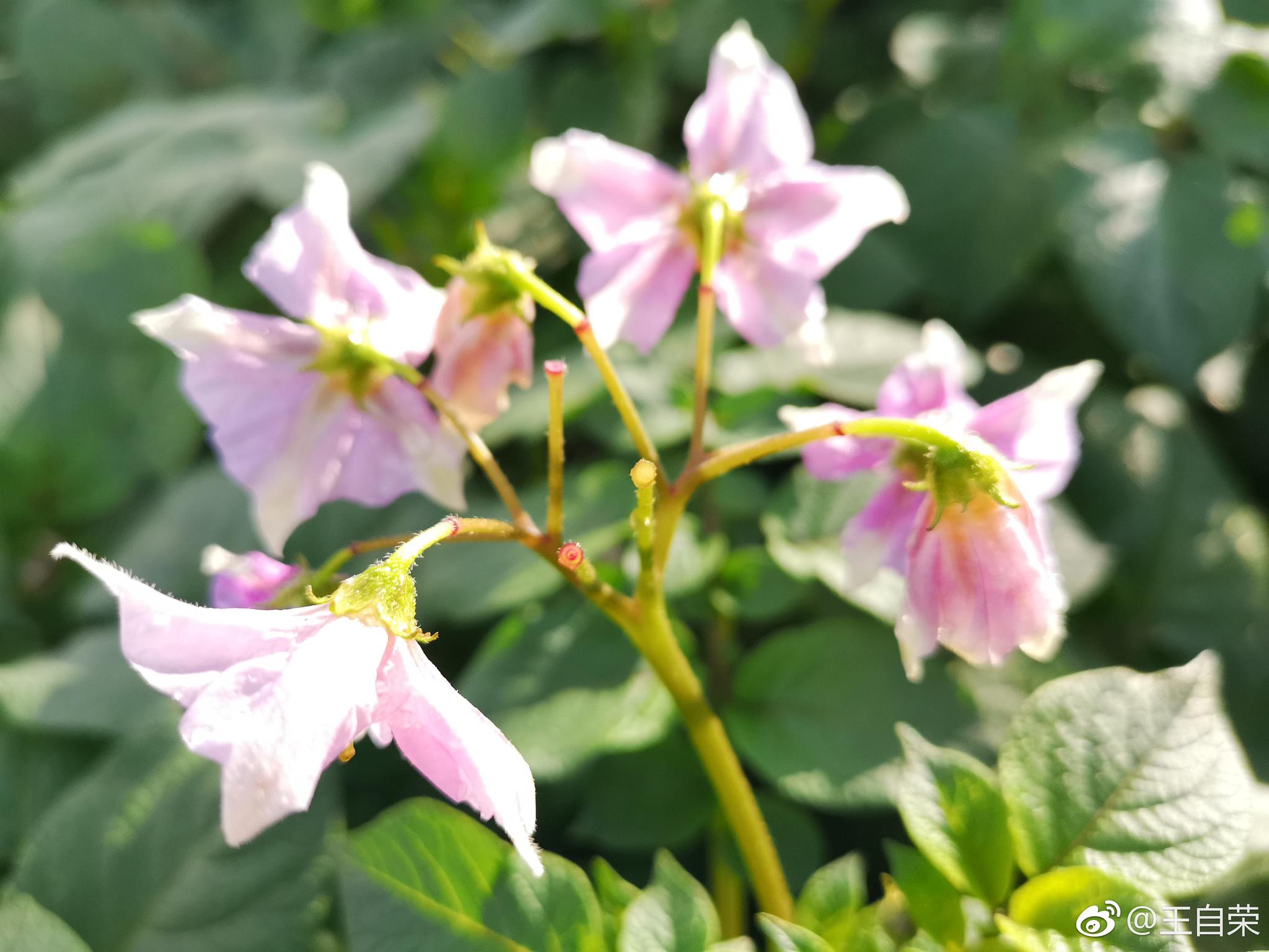 双江小坝子洋芋土豆花开