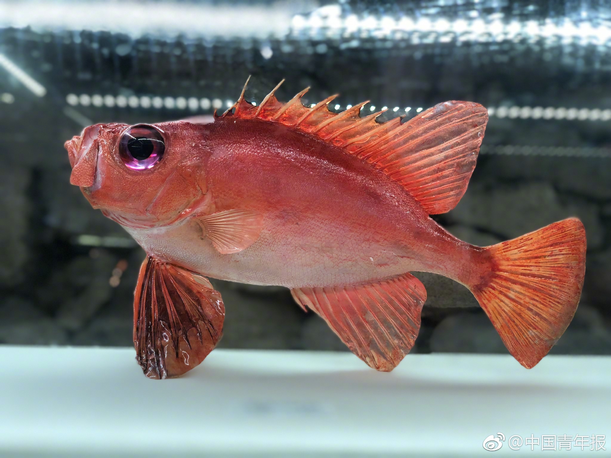 祖国南端有一个用石头砌起来的海洋博物馆|海洋博物馆|海龟|鳞鲀_新浪