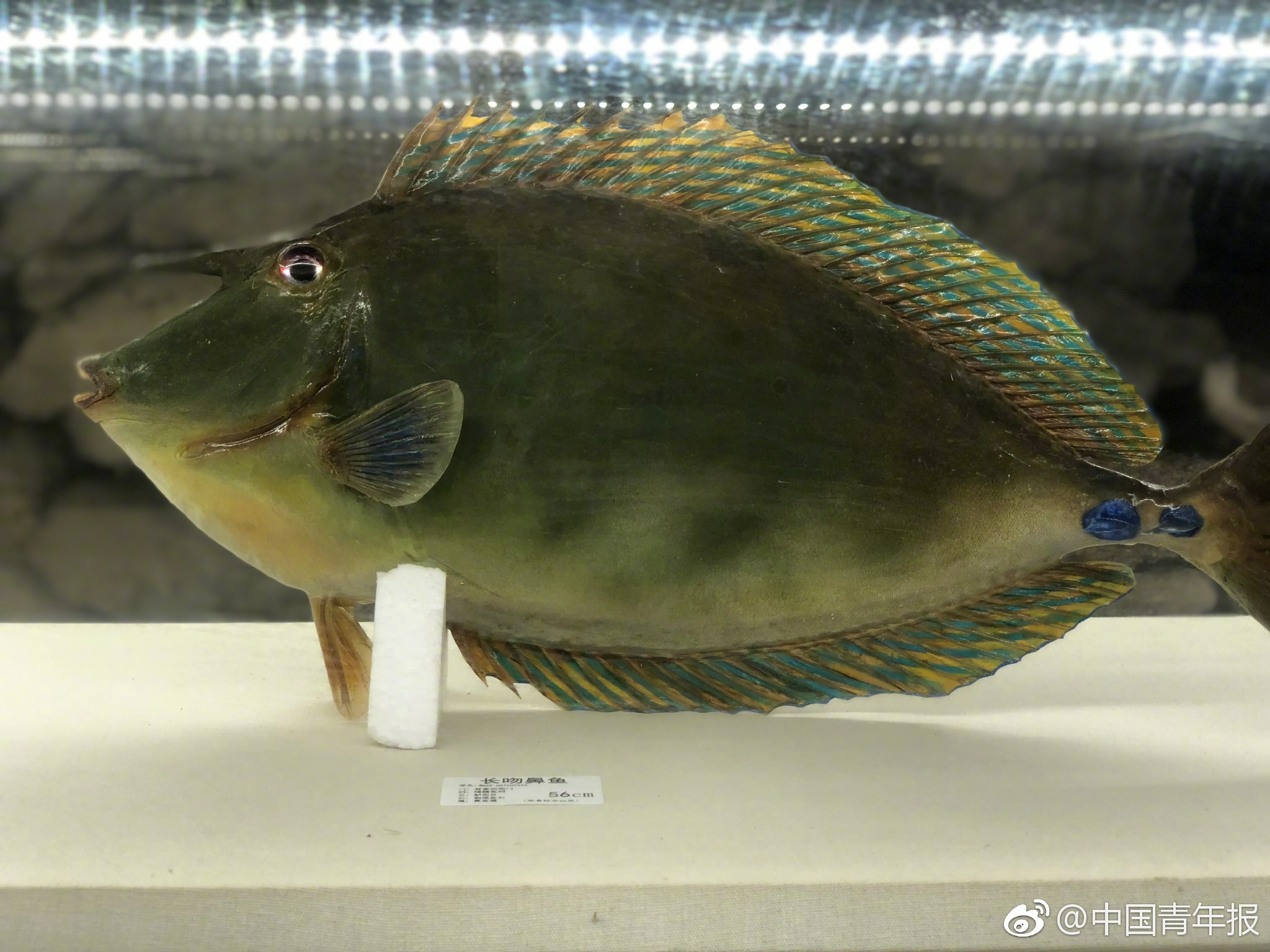 祖国南端有一个用石头砌起来的海洋博物馆|海洋博物馆|海龟|鳞鲀_新浪