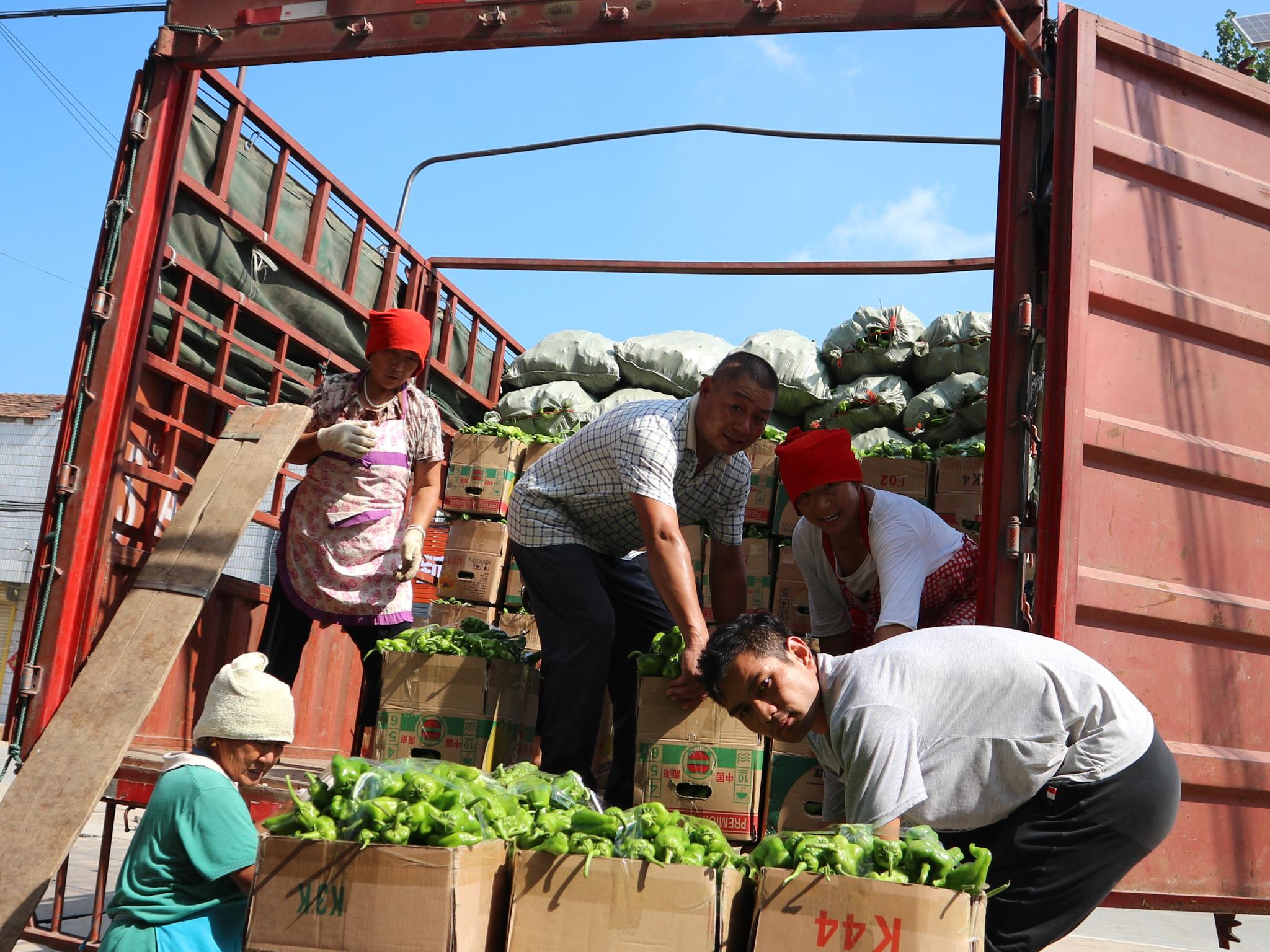 农村妇女收购一种蔬菜月入6万元窍门在哪里
