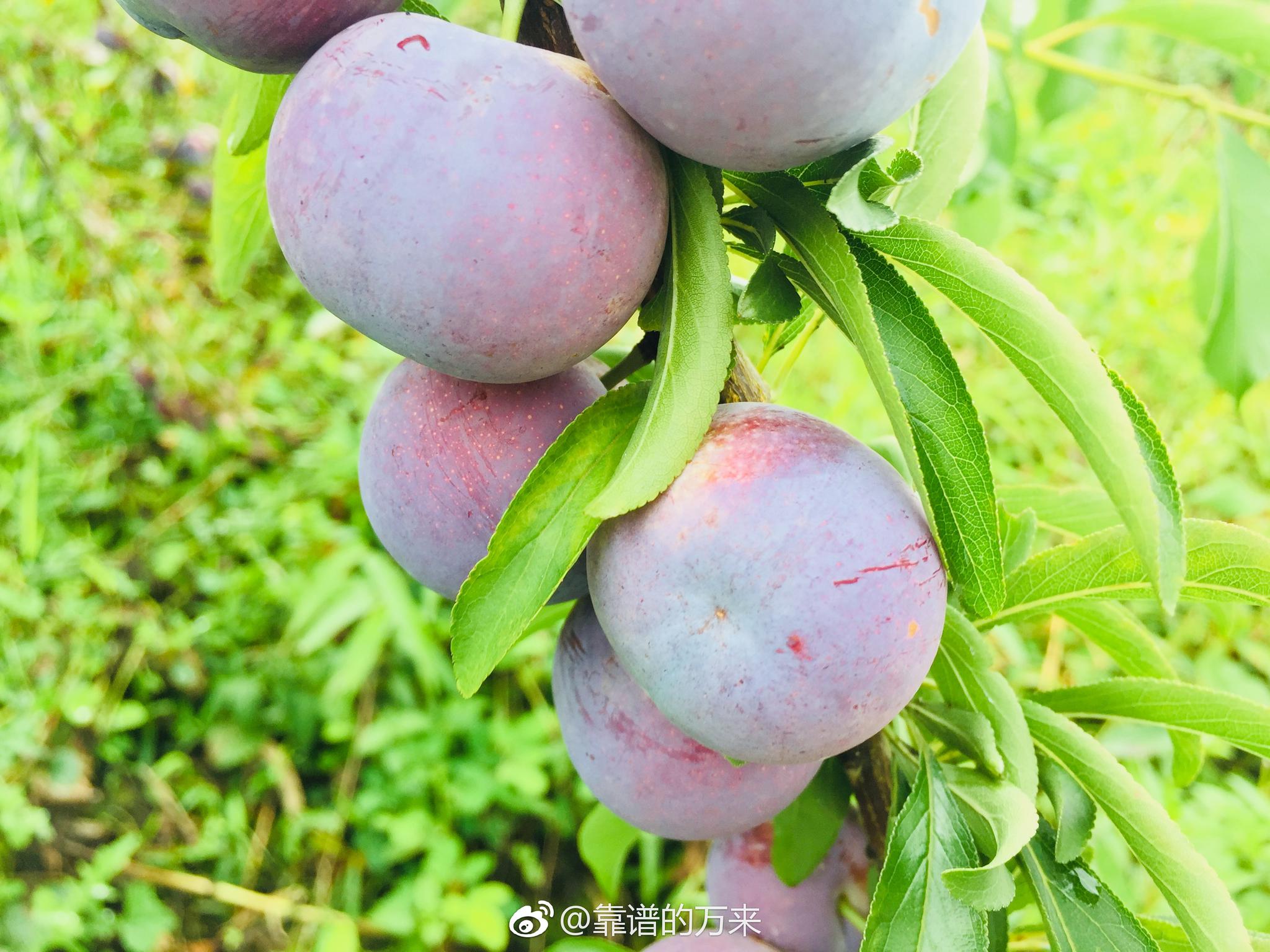 广西龙滩珍珠李,漂亮!