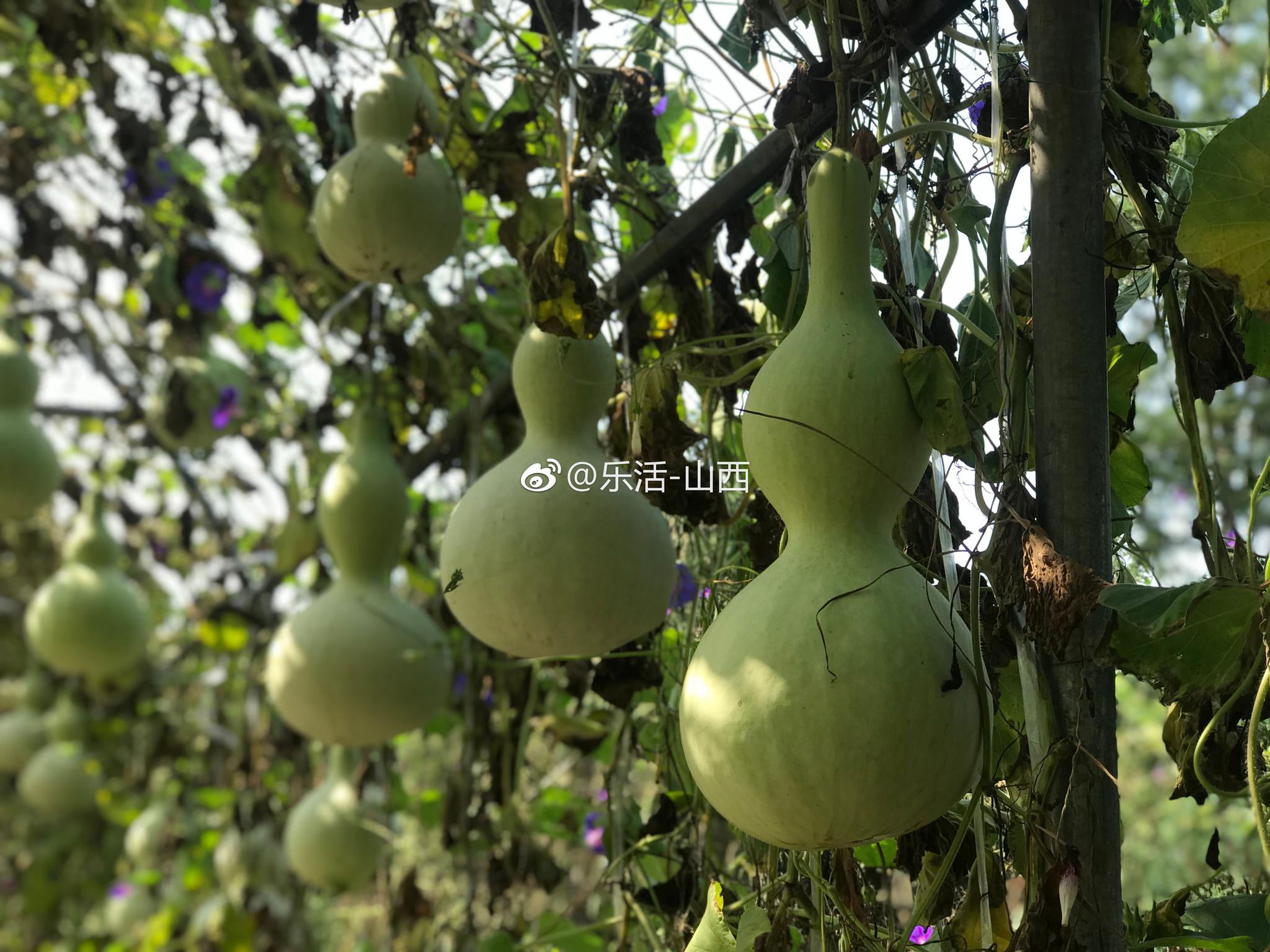 葫芦侠破解版游戏下载