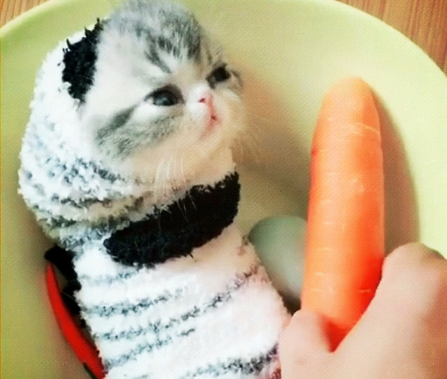 猫拿着胡萝卜的表情包图片