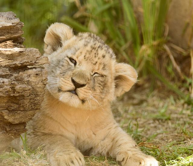 它是顶级食肉动物, 出生后为了生存一个月要搬好几次家|小狮子|幼狮