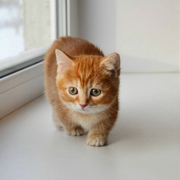 短腿小橘猫,很难想象它长大后的样子.