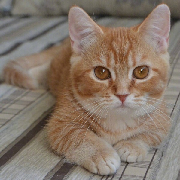 短腿小橘猫,很难想象它长大后的样子.