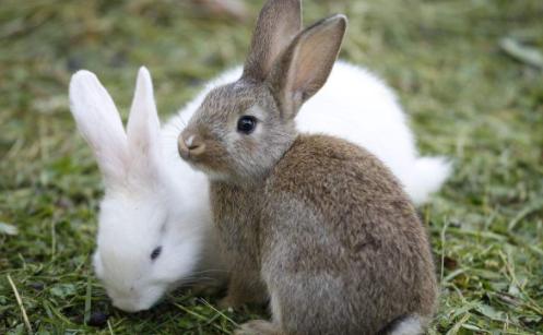 野兔和家兔有什么区别?
