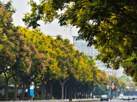 西安最美秋季到来 高新区栾树开花美如画|栾树|高新区|西安|花果|林学家_新浪新闻